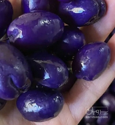 فروش زیتون بلوبری