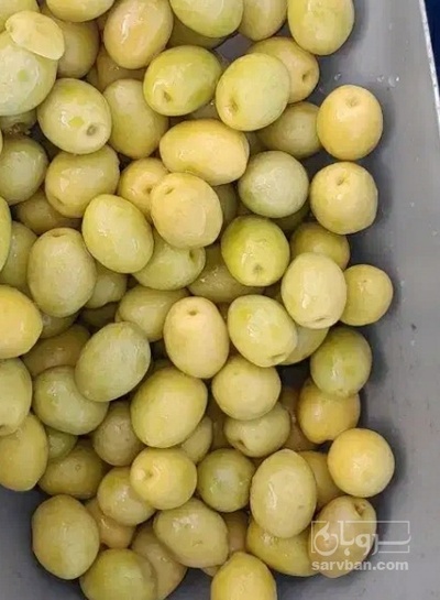 فروش زیتون ممتاز