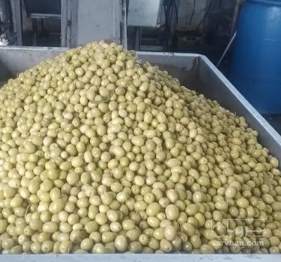 فروش زیتون رویال