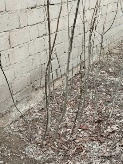 فروش نهال زردآلو