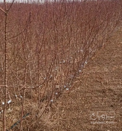 فروش نهال گوجه سبز