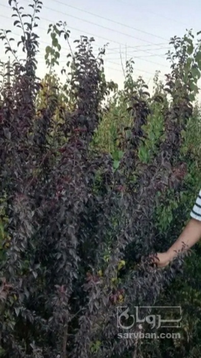 فروش نهال شلیل