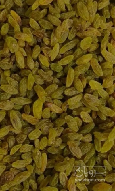 فروش کشمش سبز