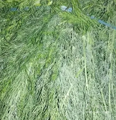 فروش شوید تازه