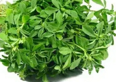 فروش شنبلیله