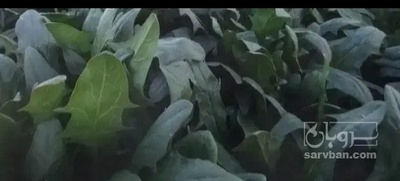 فروش اسفناج