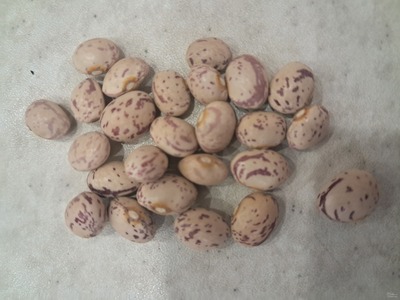 فروش لوبیا چیتی