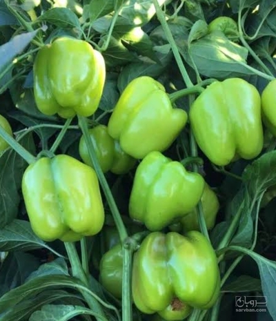 فروش فلفل دلمه ای