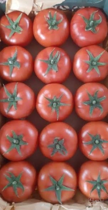 فروش گوجه فرنگی