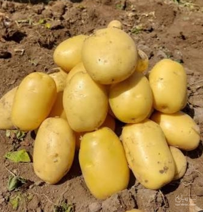 فروش سیب زمینی