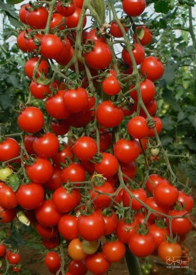 فروش گوجه فرنگی