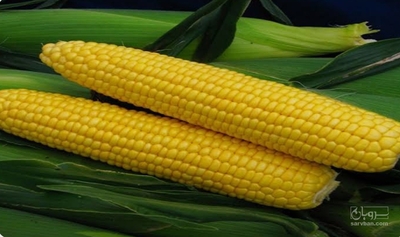 فروش ذرت دانه ای