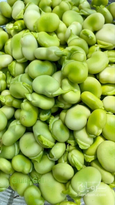 فروش باقلا تازه - باقالی - باقالا