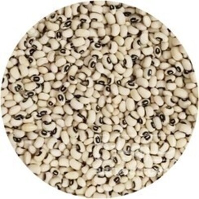 فروش لوبیا چشم بلبلی