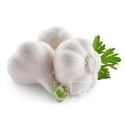 فروش سیر