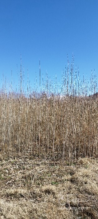 فروش نهال صنوبر