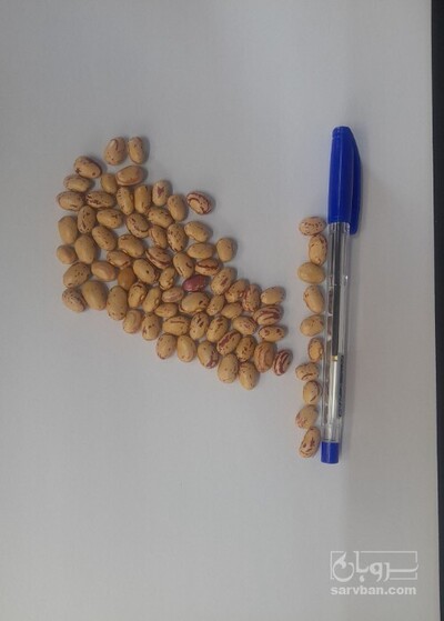 فروش لوبیا چیتی