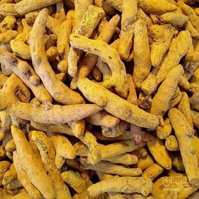 فروش قلم زردچوبه
