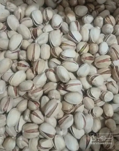 فروش پسته اکبری