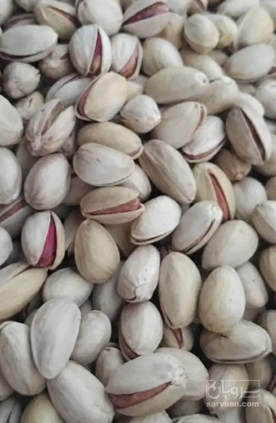 فروش پسته فندقی
