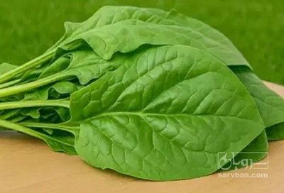 فروش اسفناج