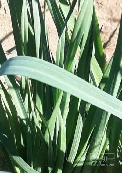 فروش تره
