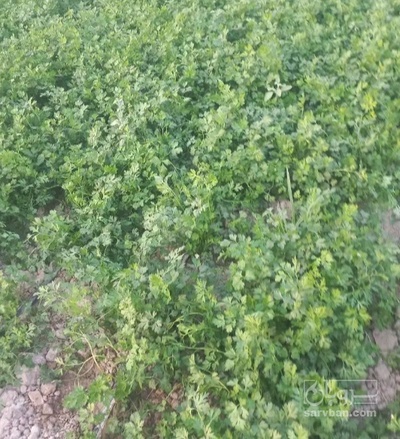 فروش جعفری تازه
