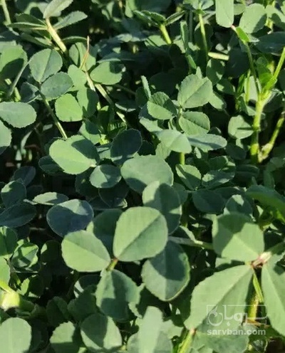 فروش شنبلیله