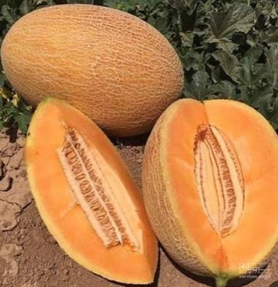 فروش ملون