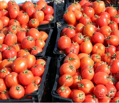 فروش گوجه فرنگی