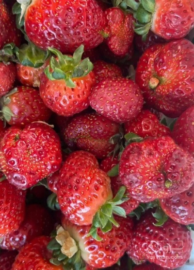 فروش توت فرنگی