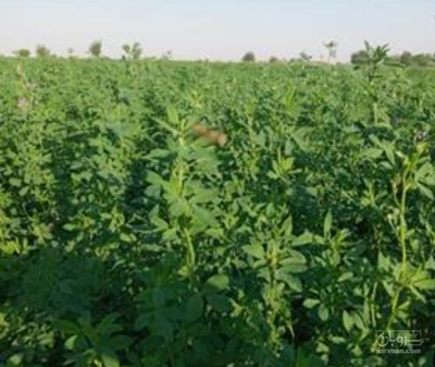 فروش یونجه