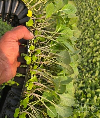 فروش نشا فلفل