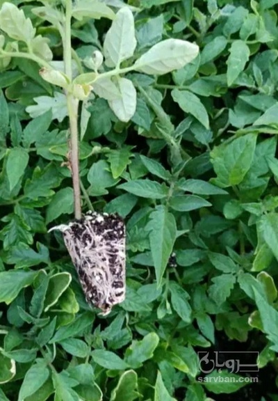 فروش نشا بادمجان