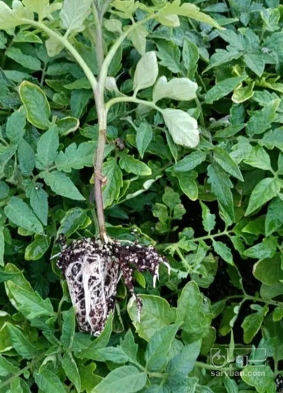 فروش نشا توت فرنگی