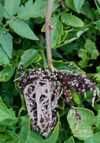 فروش نشا گل کلم