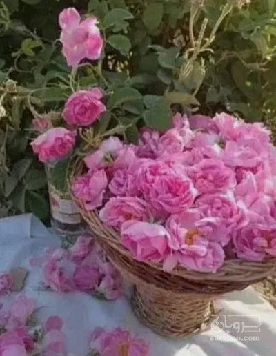 فروش عرق گلاب