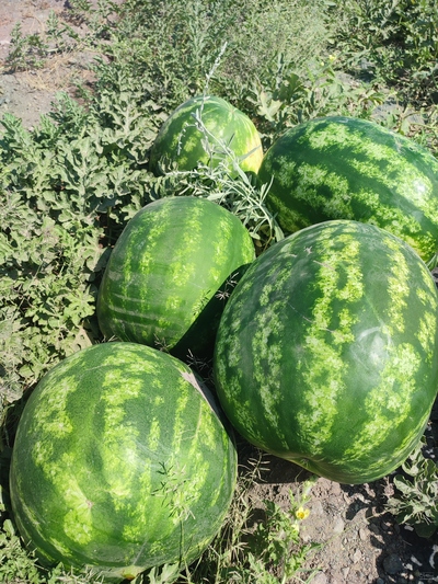 فروش هندوانه