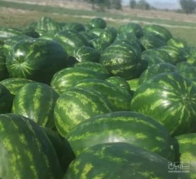 فروش هندوانه