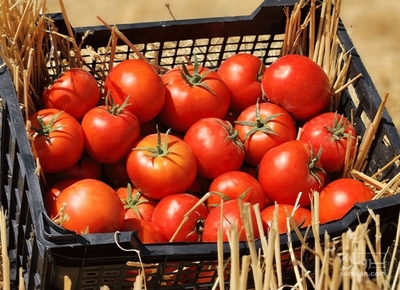 فروش گوجه فرنگی