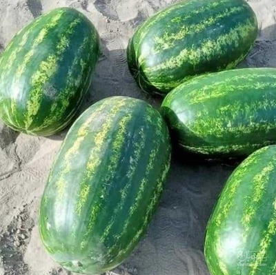 فروش هندوانه