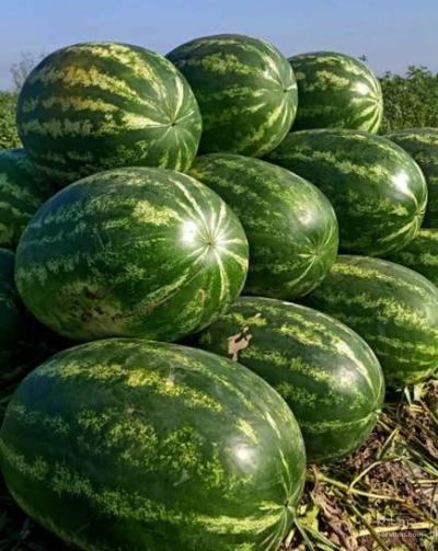 فروش هندوانه