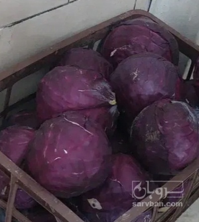 فروش کلم برگی بنفش
