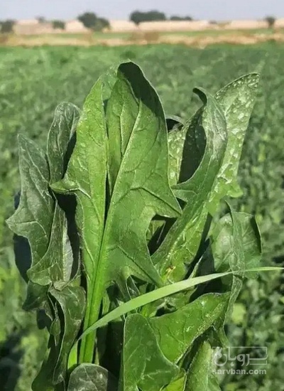 فروش اسفناج