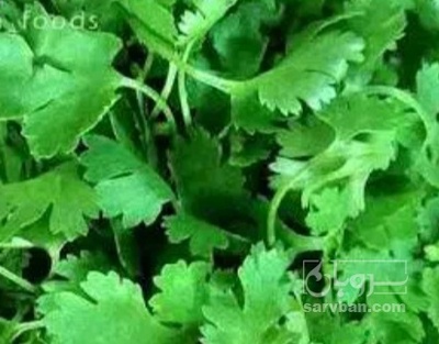 فروش گشنیز