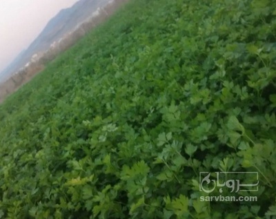 فروش جعفری تازه