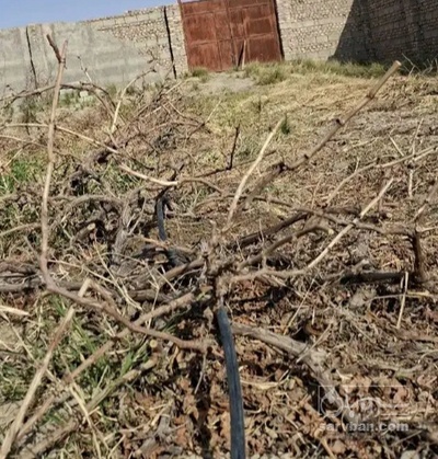 فروش نهال گوجه سبز