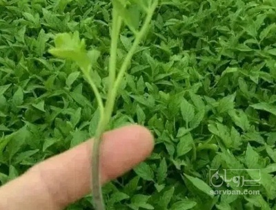 فروش نشا گوجه فرنگی