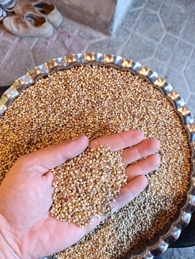 فروش تخم گشنیز (گیاه‌ دارویی)