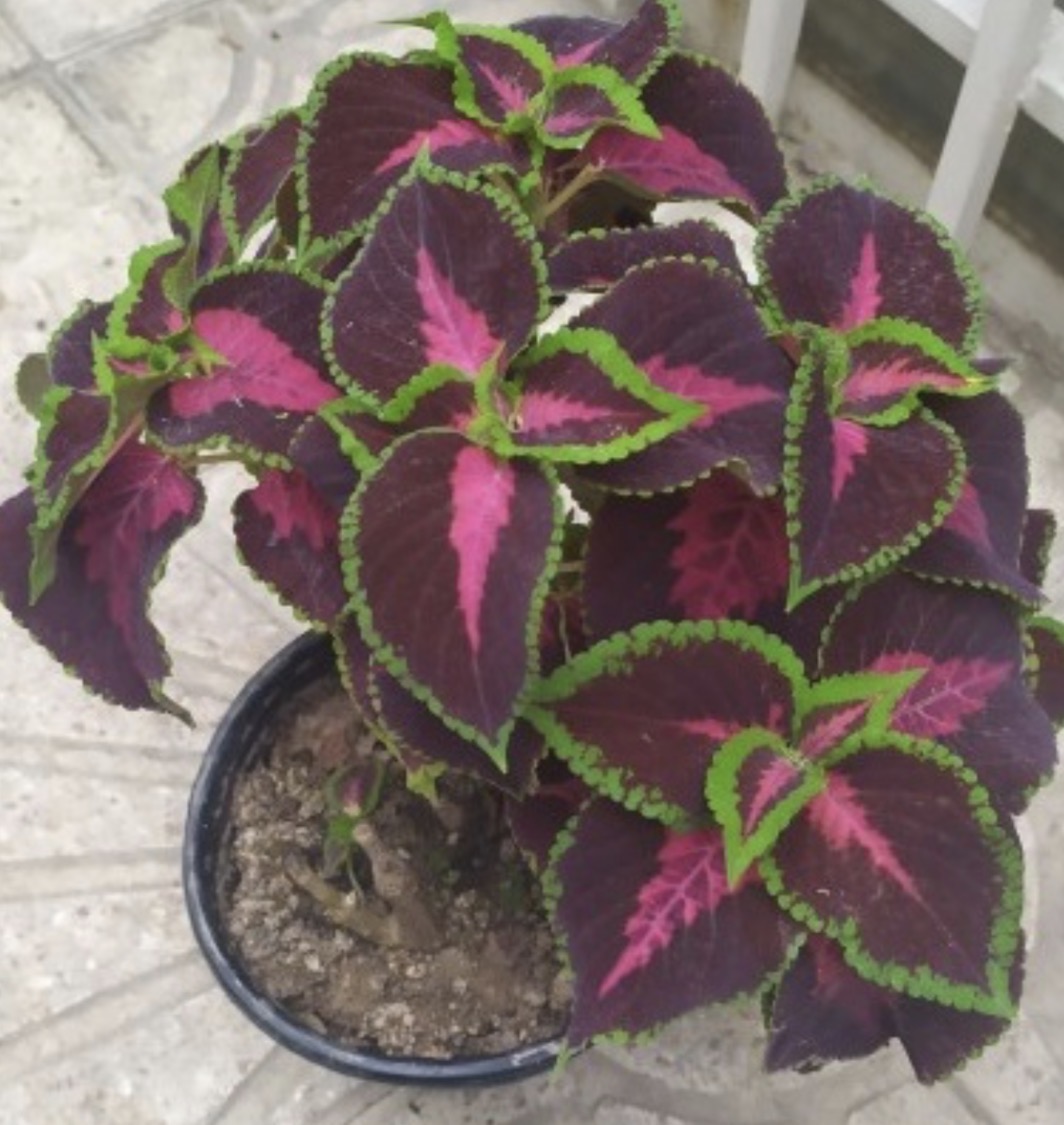 فروش گل حسن یوسف